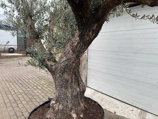 Olijfboom bonsai ramificado xl - olea europaea - ca. 100 jaar oud - hoogte ca. 290 cm - afbeelding 3 van  16