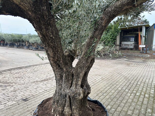 Olijfboom bonsai ramificado xl - olea europaea - ca. 100 jaar oud - hoogte ca. 290 cm - afbeelding 5 van  16