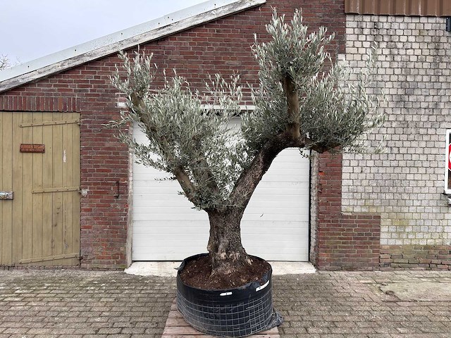 Olijfboom bonsai ramificado xl - olea europaea - ca. 100 jaar oud - hoogte ca. 290 cm - afbeelding 1 van  16