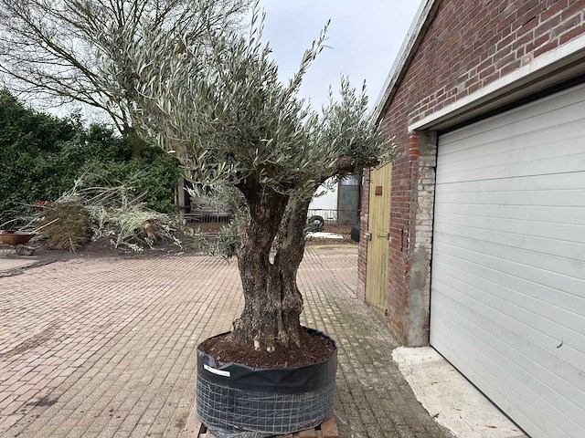 Olijfboom bonsai ramificado xl - olea europaea - ca. 100 jaar oud - hoogte ca. 290 cm - afbeelding 10 van  16