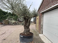 Olijfboom bonsai ramificado xl - olea europaea - ca. 100 jaar oud - hoogte ca. 290 cm - afbeelding 10 van  16