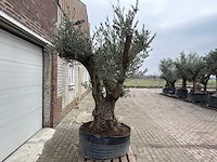 Olijfboom bonsai ramificado xl - olea europaea - ca. 100 jaar oud - hoogte ca. 290 cm - afbeelding 12 van  16