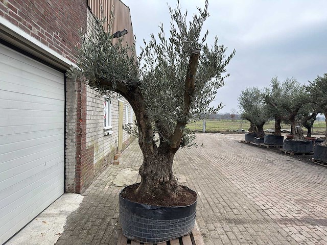 Olijfboom bonsai ramificado xl - olea europaea - ca. 100 jaar oud - hoogte ca. 290 cm - afbeelding 13 van  16
