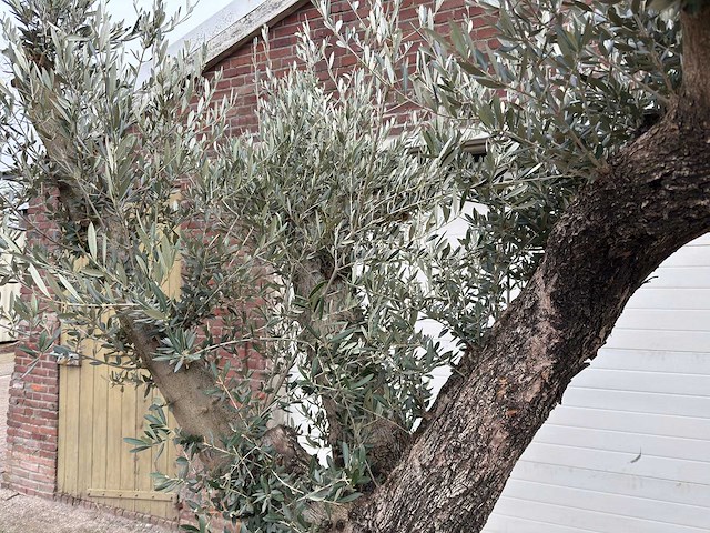 Olijfboom bonsai ramificado xl - olea europaea - ca. 100 jaar oud - hoogte ca. 290 cm - afbeelding 14 van  16