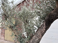 Olijfboom bonsai ramificado xl - olea europaea - ca. 100 jaar oud - hoogte ca. 290 cm - afbeelding 14 van  16