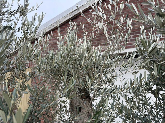 Olijfboom bonsai ramificado xl - olea europaea - ca. 100 jaar oud - hoogte ca. 290 cm - afbeelding 16 van  16