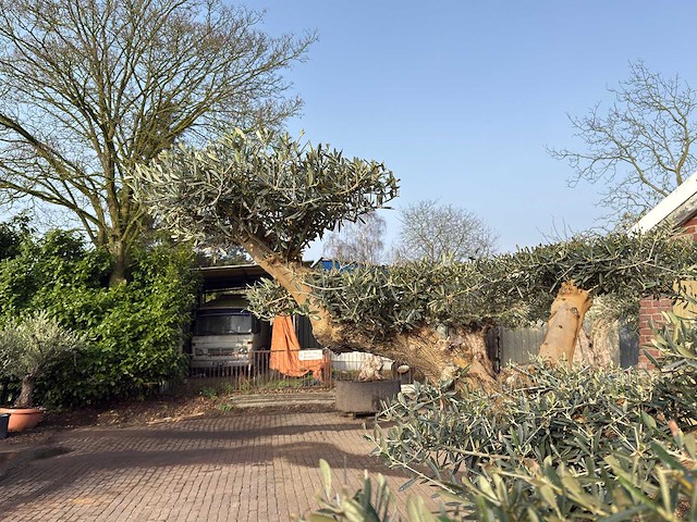Olijfboom bonsai ramificado xxl - olea europaea - ca. 200 jaar oud - hoogte ca. 290 cm - afbeelding 3 van  8