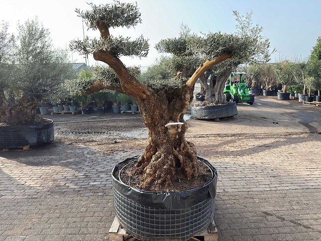 Olijfboom bonsai ramificado xxl - olea europaea - ca. 200 jaar oud - hoogte ca. 290 cm - afbeelding 6 van  8