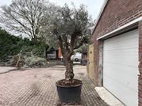Olijfboom bonsai vertakt - olea europaea - 200 jaar oud - hoogte ca. 280 cm. - afbeelding 2 van  3
