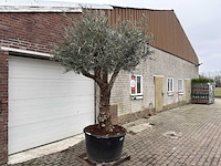 Olijfboom bonsai vertakt - olea europaea - 200 jaar oud - hoogte ca. 280 cm. - afbeelding 3 van  3