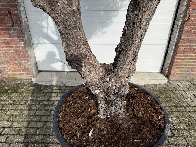 Olijfboom bonsai vertakt - olea europaea - 200 jaar oud - hoogte ca. 330 cm - afbeelding 1 van  5