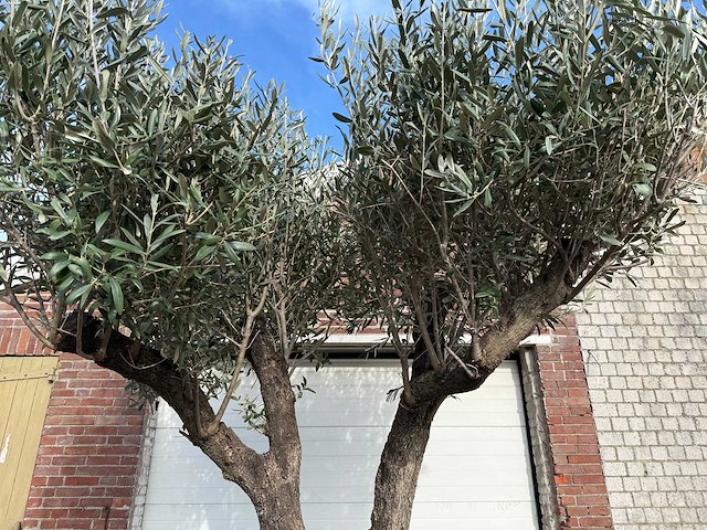 Olijfboom bonsai vertakt - olea europaea - 200 jaar oud - hoogte ca. 330 cm - afbeelding 2 van  5