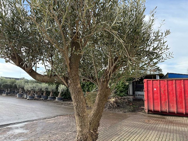 Olijfboom bonsai vertakt - olea europaea - 200 jaar oud - hoogte ca. 330 cm - afbeelding 3 van  5