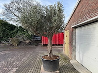 Olijfboom bonsai vertakt - olea europaea - 200 jaar oud - hoogte ca. 330 cm - afbeelding 4 van  5