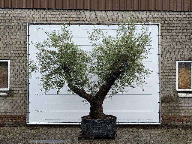 Olijfboom bonsai vertakt - olea europaea - ca. 120 jaar oud - hoogte ca. 280 cm - afbeelding 1 van  7