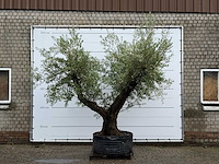 Olijfboom bonsai vertakt - olea europaea - ca. 120 jaar oud - hoogte ca. 280 cm