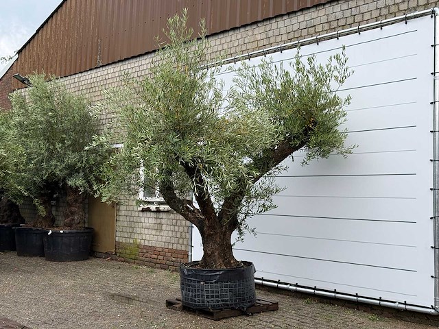 Olijfboom bonsai vertakt - olea europaea - ca. 120 jaar oud - hoogte ca. 280 cm - afbeelding 2 van  7