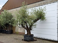 Olijfboom bonsai vertakt - olea europaea - ca. 120 jaar oud - hoogte ca. 280 cm - afbeelding 2 van  7