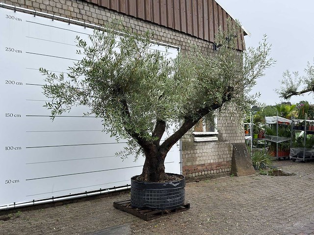 Olijfboom bonsai vertakt - olea europaea - ca. 120 jaar oud - hoogte ca. 280 cm - afbeelding 3 van  7