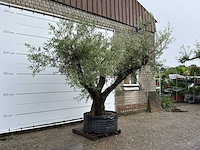 Olijfboom bonsai vertakt - olea europaea - ca. 120 jaar oud - hoogte ca. 280 cm - afbeelding 3 van  7