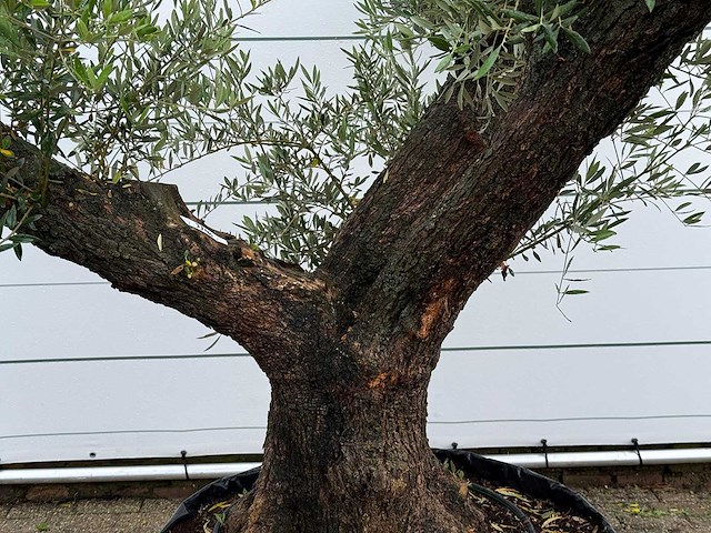 Olijfboom bonsai vertakt - olea europaea - ca. 120 jaar oud - hoogte ca. 280 cm - afbeelding 4 van  7