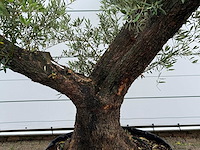 Olijfboom bonsai vertakt - olea europaea - ca. 120 jaar oud - hoogte ca. 280 cm - afbeelding 4 van  7