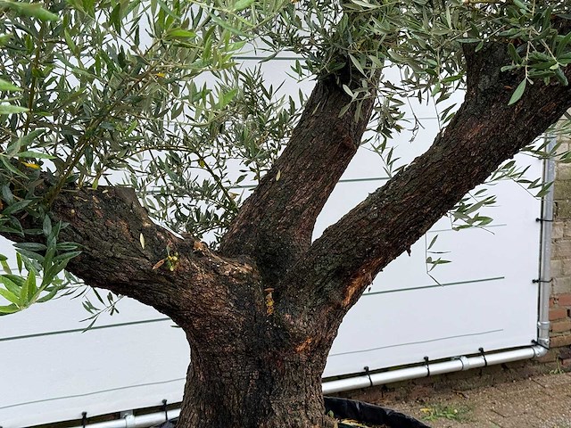 Olijfboom bonsai vertakt - olea europaea - ca. 120 jaar oud - hoogte ca. 280 cm - afbeelding 5 van  7