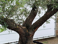 Olijfboom bonsai vertakt - olea europaea - ca. 120 jaar oud - hoogte ca. 280 cm - afbeelding 5 van  7