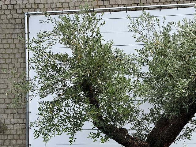 Olijfboom bonsai vertakt - olea europaea - ca. 120 jaar oud - hoogte ca. 280 cm - afbeelding 6 van  7