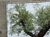 Olijfboom bonsai vertakt - olea europaea - ca. 120 jaar oud - hoogte ca. 280 cm - afbeelding 6 van  7