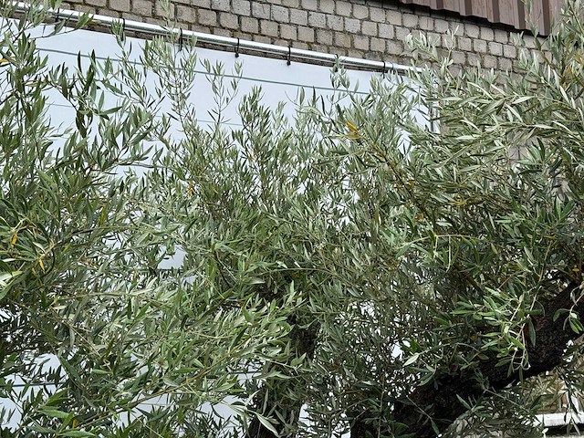 Olijfboom bonsai vertakt - olea europaea - ca. 120 jaar oud - hoogte ca. 280 cm - afbeelding 7 van  7