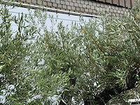 Olijfboom bonsai vertakt - olea europaea - ca. 120 jaar oud - hoogte ca. 280 cm - afbeelding 7 van  7