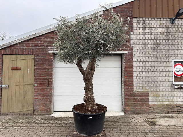 Olijfboom bonsai vertakt - olea europaea - ca. 50 jaar oud - hoogte ca. 280 cm - afbeelding 1 van  5