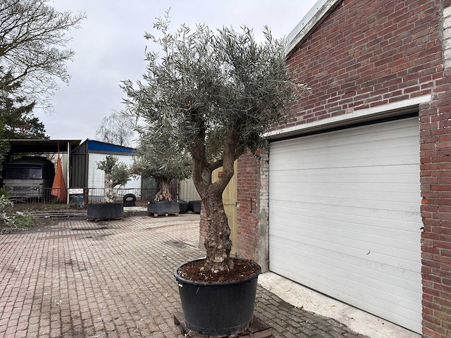 Olijfboom bonsai vertakt - olea europaea - ca. 50 jaar oud - hoogte ca. 280 cm - afbeelding 2 van  5