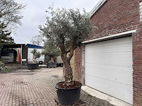 Olijfboom bonsai vertakt - olea europaea - ca. 50 jaar oud - hoogte ca. 280 cm - afbeelding 2 van  5