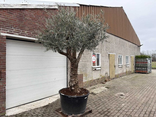 Olijfboom bonsai vertakt - olea europaea - ca. 50 jaar oud - hoogte ca. 280 cm - afbeelding 4 van  5
