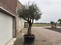 Olijfboom bonsai vertakt - olea europaea - ca. 50 jaar oud - hoogte ca. 280 cm - afbeelding 5 van  5