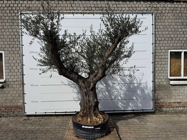 Olijfboom bonsai vertakt - olea europaea - ca. 80 jaar oud - hoogte ca. 280 cm - afbeelding 1 van  9
