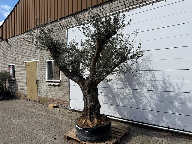 Olijfboom bonsai vertakt - olea europaea - ca. 80 jaar oud - hoogte ca. 280 cm - afbeelding 2 van  9