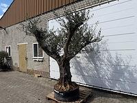Olijfboom bonsai vertakt - olea europaea - ca. 80 jaar oud - hoogte ca. 280 cm - afbeelding 2 van  9