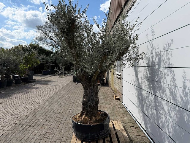 Olijfboom bonsai vertakt - olea europaea - ca. 80 jaar oud - hoogte ca. 280 cm - afbeelding 3 van  9