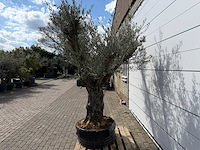Olijfboom bonsai vertakt - olea europaea - ca. 80 jaar oud - hoogte ca. 280 cm - afbeelding 3 van  9