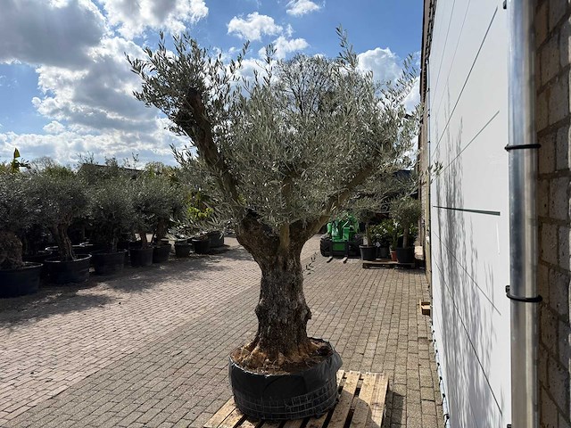 Olijfboom bonsai vertakt - olea europaea - ca. 80 jaar oud - hoogte ca. 280 cm - afbeelding 4 van  9