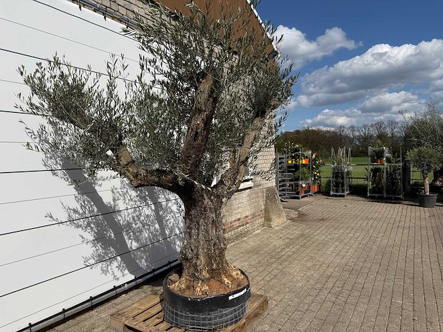 Olijfboom bonsai vertakt - olea europaea - ca. 80 jaar oud - hoogte ca. 280 cm - afbeelding 5 van  9