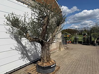 Olijfboom bonsai vertakt - olea europaea - ca. 80 jaar oud - hoogte ca. 280 cm - afbeelding 5 van  9