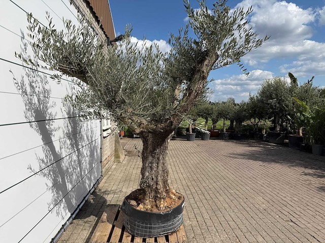 Olijfboom bonsai vertakt - olea europaea - ca. 80 jaar oud - hoogte ca. 280 cm - afbeelding 6 van  9
