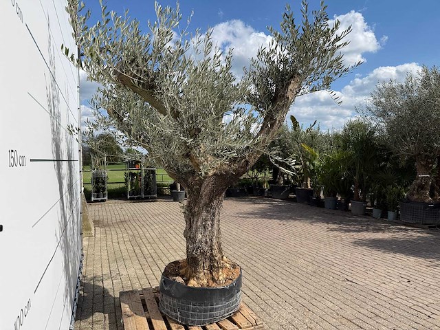 Olijfboom bonsai vertakt - olea europaea - ca. 80 jaar oud - hoogte ca. 280 cm - afbeelding 7 van  9