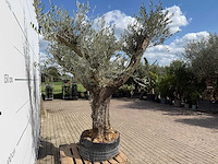 Olijfboom bonsai vertakt - olea europaea - ca. 80 jaar oud - hoogte ca. 280 cm - afbeelding 7 van  9