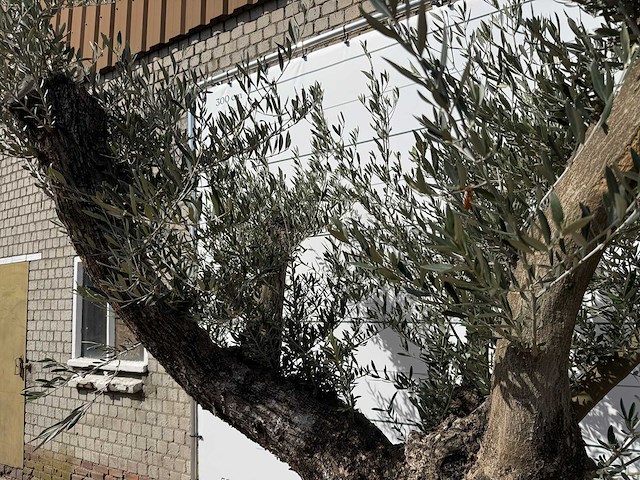 Olijfboom bonsai vertakt - olea europaea - ca. 80 jaar oud - hoogte ca. 280 cm - afbeelding 8 van  9