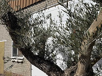 Olijfboom bonsai vertakt - olea europaea - ca. 80 jaar oud - hoogte ca. 280 cm - afbeelding 8 van  9